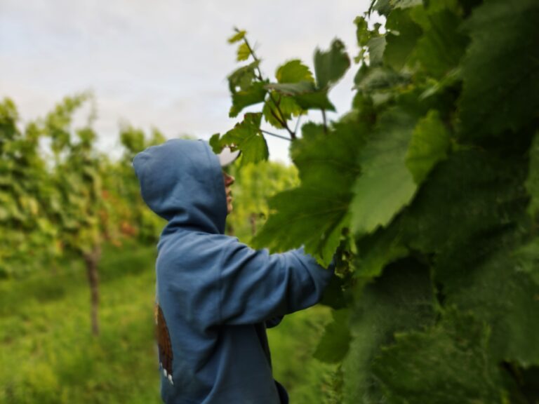 Lire la suite à propos de l’article 24-25 juillet : In vino veritas, aber bevor man den Wein sieht, muss man die Trauben vorbereiten